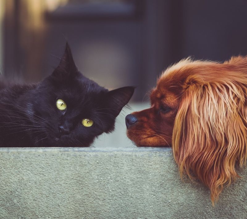 Vacanze estive, le strutture che ospitano gli animali domestici